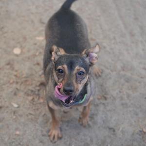 a small dog with a black and brown coat standing on a dirt surface, looking up with its tongue out