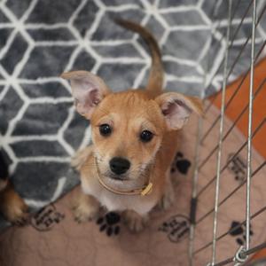 A small brown puppy with large ears and a black nose, sitting on a patterned blanket inside a metal crate.