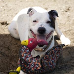 Ace, Terrier, Pit Bull, adult, available for adoption
