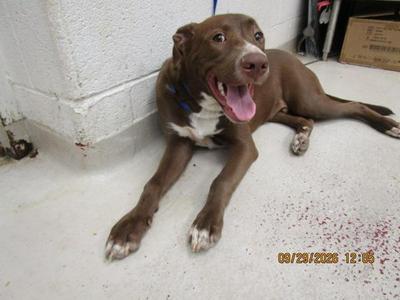 (51), Labrador Retriever, young, available for adoption