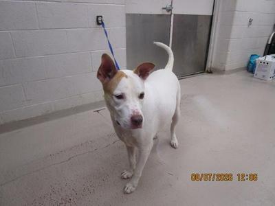 A white dog with brown patches on its ears and face, standing on a concrete floor in a shelter-like environment. The dog is wearing a blue leash and appears to be looking towards the camera. In the background, there is a white wall, a metal door, and some items on the floor.
