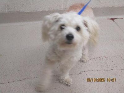 a white dog on a leash