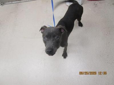 A black dog on a blue leash standing on a concrete floor.