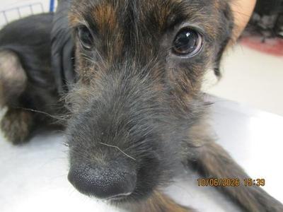 (314), Coonhound, puppy, available for adoption