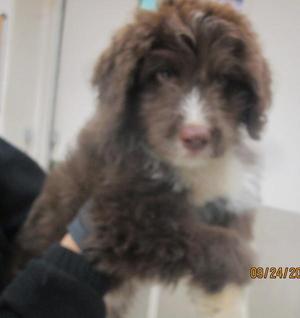 (503), Bernese Mountain Dog / Poodle, puppy, available for adoption
