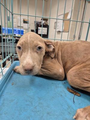 A brown puppy lying in a blue cage with a green wire mesh background.