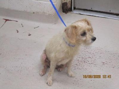 A small, light-colored dog with a blue leash is sitting on a concrete floor. The dog has a scruffy coat and is looking to the side. The date and time stamp on the image reads "10/08/2023 12:41".
