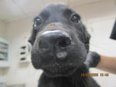 (315), Coonhound, puppy, available for adoption