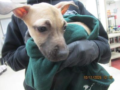(315), Hound, young, available for adoption