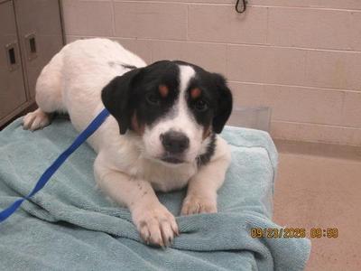 A small black and white puppy with brown eyes lying on a blue towel.