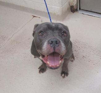 A gray pit bull dog with a blue leash, standing on a concrete floor and looking up with its mouth open.
