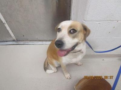 A brown and white dog sitting on a concrete floor, wearing a blue leash, with its tongue out and looking up.