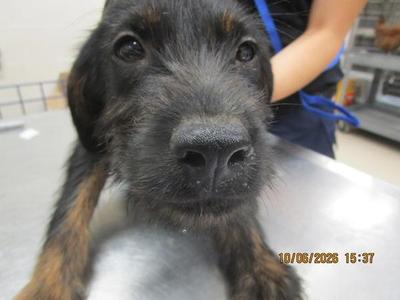 (315), Coonhound, puppy, available for adoption