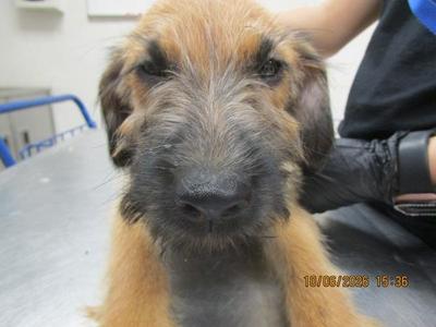 (314), Coonhound, puppy, available for adoption
