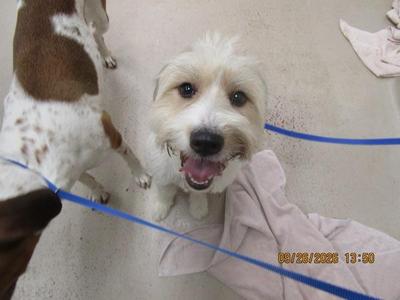 A small white dog with brown patches on its back is sitting on a leash, looking up with its mouth open. The dog appears to be in a shelter or veterinary setting, with a light-colored floor and a pink blanket nearby. The date and time stamp on the image reads 04/28/2023 13:00.
