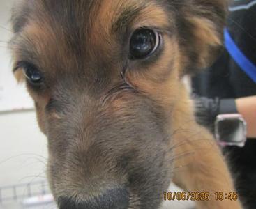 Close-up of a dog's face