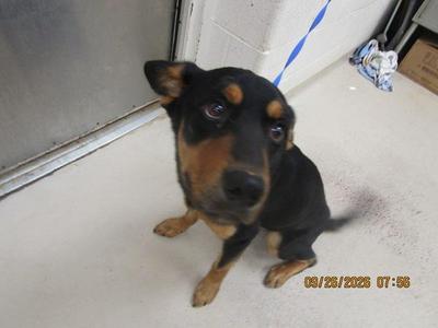 (411), Rottweiler / Labrador Retriever, young, available for adoption