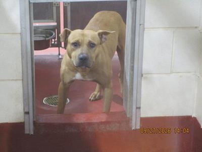 A brown dog standing in a doorway with a red floor and white walls.