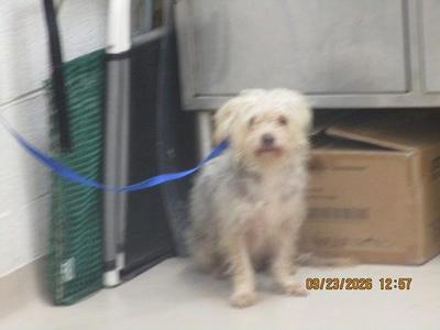 a small white dog sitting on the floor with a blue leash attached to its collar