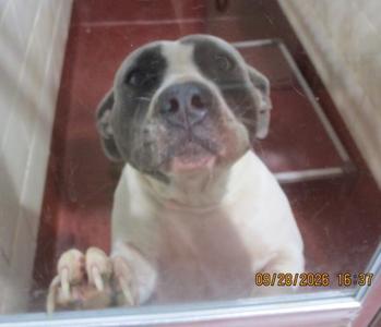 A close-up of a dog with a black and white face, looking through a glass door. The dog has a light-colored body and is standing on a red floor. The image has a timestamp in the bottom right corner.