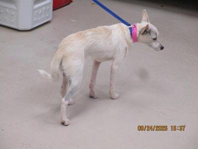 A white dog with a pink collar and a blue leash standing on a concrete surface.