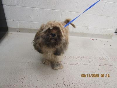 A small, fluffy dog with long, shaggy fur is standing on a concrete floor. The dog is wearing a blue leash and appears to be looking towards the camera. The background consists of a white brick wall. The date and time stamp on the image reads "09/11/2023 00:16".