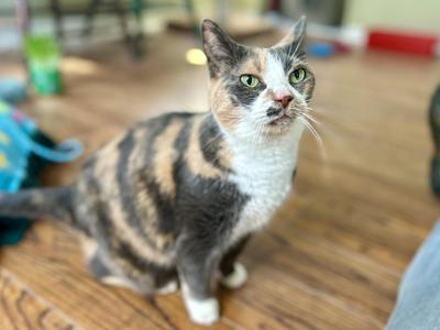 A calico cat with green eyes sitting on a wooden floor, looking up at the camera.