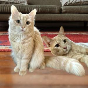 Augusta (Gus) and Hank, young, available for adoption