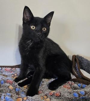Ren, kitten, available for adoption