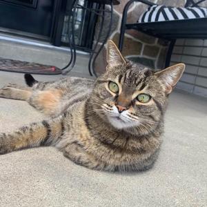 Luna (Courtesy posting), adult, available for adoption