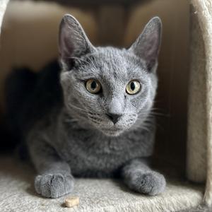 Percy, kitten, available for adoption