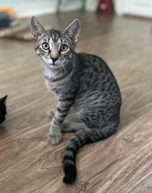A gray tabby cat sitting on a wooden floor, looking directly at the camera.