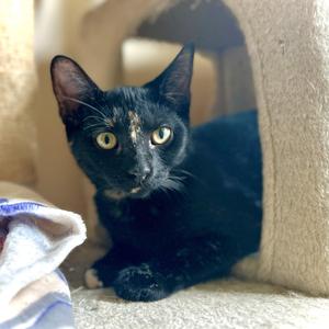 Blaze, kitten, available for adoption