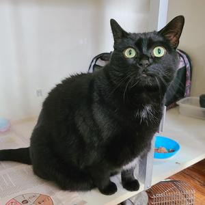 Maggie, adult, available for adoption