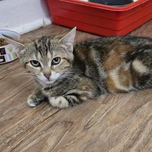 Muffin, kitten, available for adoption