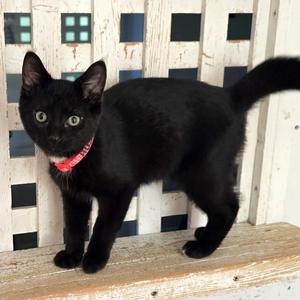 Austin, kitten, available for adoption