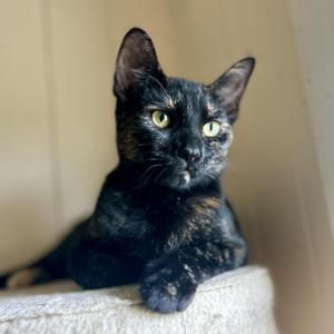 Breeze, kitten, available for adoption