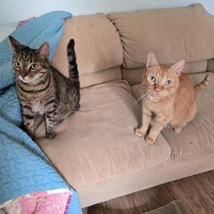 Two cats sitting on a couch, one with a striped coat and the other with a solid orange coat.