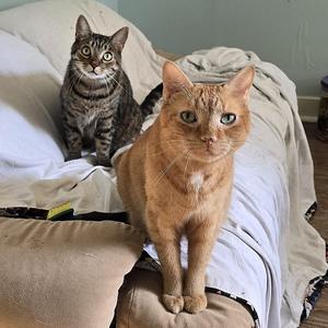 Myers and Danny, adult, available for adoption