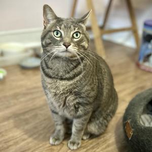 A gray tabby cat with green eyes sitting on a wooden floor.