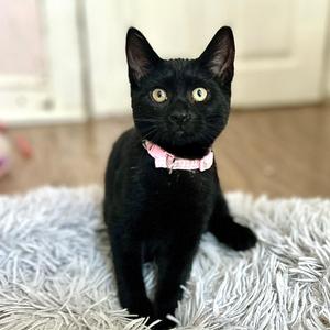 Chicago, kitten, available for adoption
