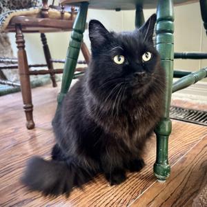 Leo, adult, available for adoption