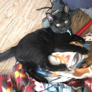 Denver, kitten, available for adoption