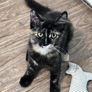 Nyan, kitten, available for adoption