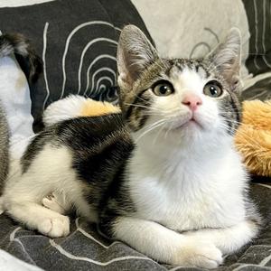 Bubblegum, kitten, available for adoption