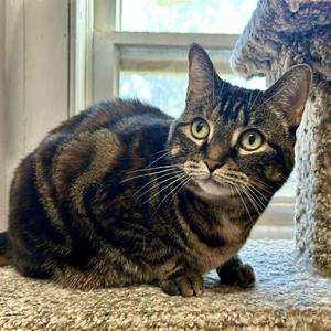 Lily, adult, available for adoption