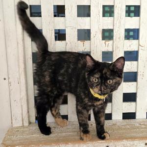 Charlotte, kitten, available for adoption