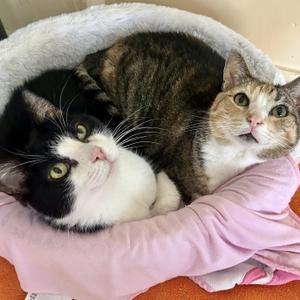 Bonnie and Millie, adult, available for adoption