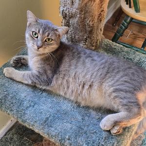 A gray tabby cat lying on a green cat tree, looking directly at the camera.