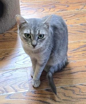 Virginia, young, available for adoption